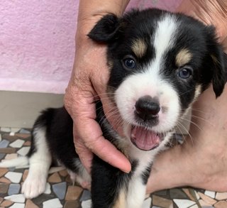 Goofy Blue Eyes - Mixed Breed Dog