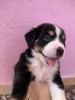 Goofy Blue Eyes - Mixed Breed Dog