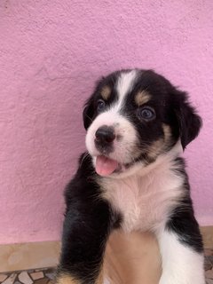 Goofy Blue Eyes - Mixed Breed Dog