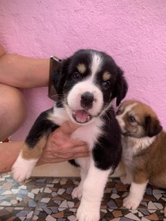 Goofy Blue Eyes - Mixed Breed Dog