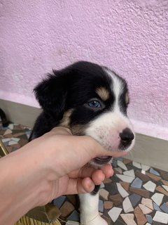 Goofy Blue Eyes - Mixed Breed Dog