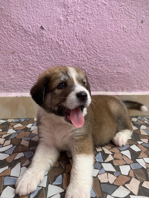 Maxi Blue Eyes - Mixed Breed Dog