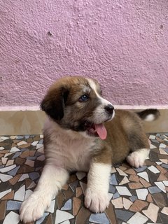 Maxi Blue Eyes - Mixed Breed Dog