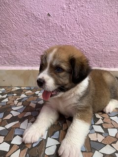 Maxi Blue Eyes - Mixed Breed Dog