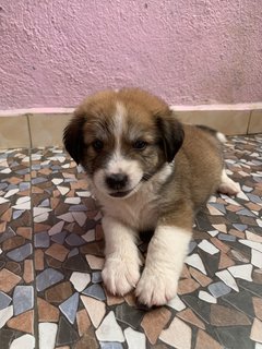 Maxi Blue Eyes - Mixed Breed Dog