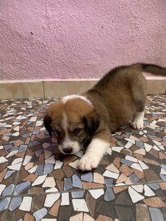 Maxi Blue Eyes - Mixed Breed Dog