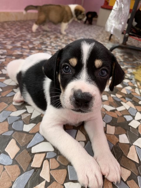 Marley Blue Eyes - Mixed Breed Dog