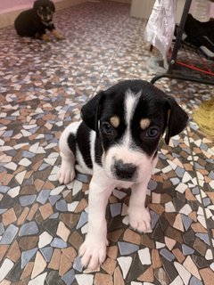 Marley Blue Eyes - Mixed Breed Dog