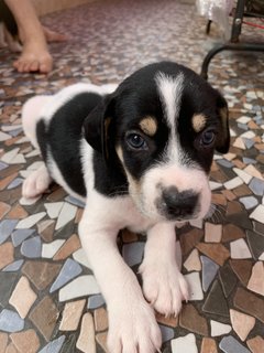 Marley Blue Eyes - Mixed Breed Dog