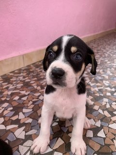 Marley Blue Eyes - Mixed Breed Dog