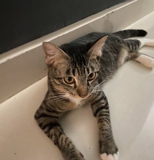 Boboy - Domestic Short Hair + Tabby Cat