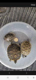 Mimi/momo/mostar  - Tortoise + Turtle Reptile