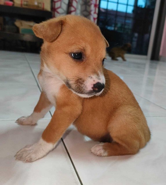 Puppies - Mixed Breed Dog