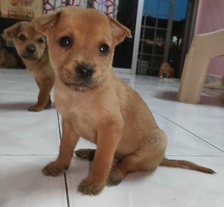 Puppies - Mixed Breed Dog