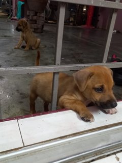 Puppies - Mixed Breed Dog