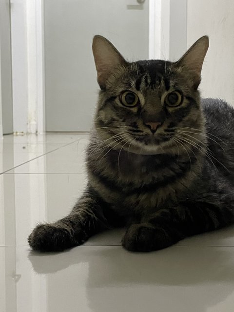 Jebat - Domestic Medium Hair Cat