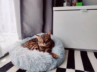 Milos - Bengal Cat