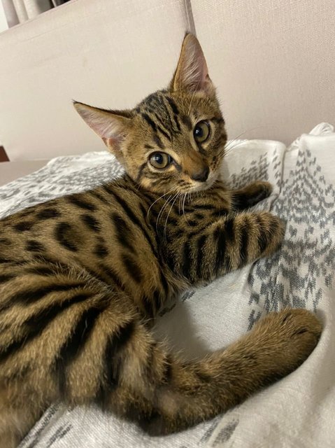 Milos - Bengal Cat