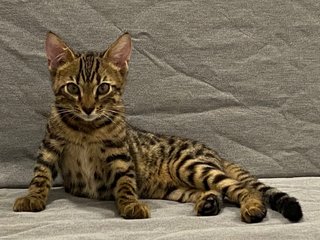 Milos - Bengal Cat