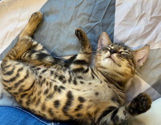 Milos - Bengal Cat