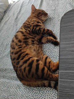 Milos - Bengal Cat