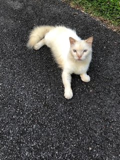 Cotton - Domestic Medium Hair Cat