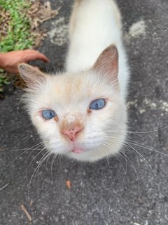 Cotton - Domestic Medium Hair Cat