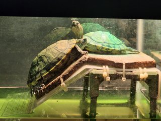 Luka &amp; Luna - Turtle Reptile