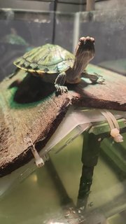 Luka &amp; Luna - Turtle Reptile