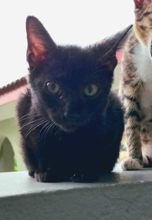 Jack And Jill - Domestic Short Hair Cat