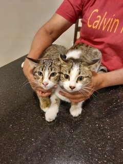 Jay &amp; Eco - Domestic Medium Hair Cat