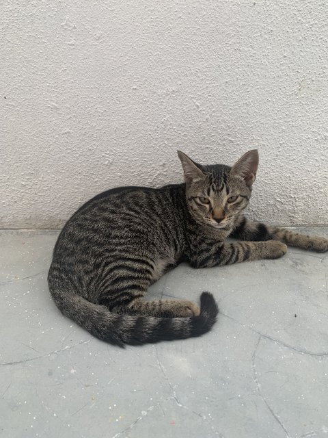 Baby, Blacky  - Domestic Medium Hair + Maine Coon Cat