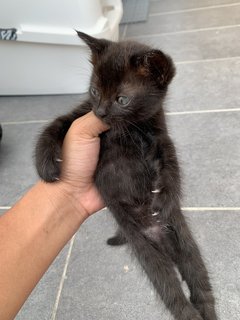 Baby, Blacky  - Domestic Medium Hair + Maine Coon Cat