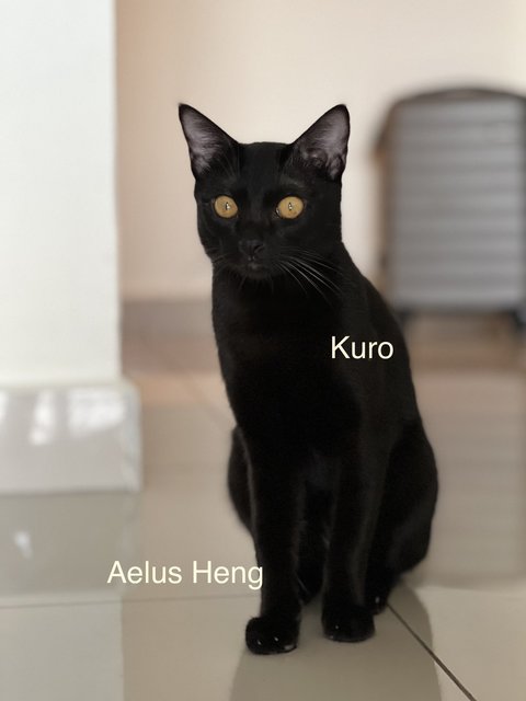 Kuro - Domestic Medium Hair Cat