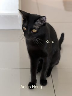 Kuro - Domestic Medium Hair Cat