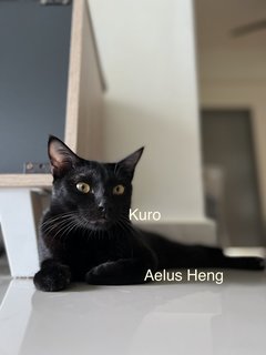 Kuro - Domestic Medium Hair Cat