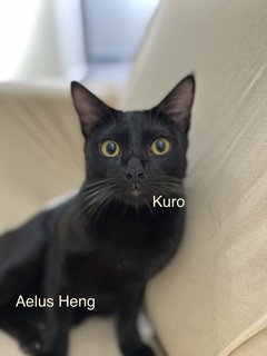 Kuro - Domestic Medium Hair Cat