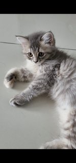 Naani - Persian + British Shorthair Cat