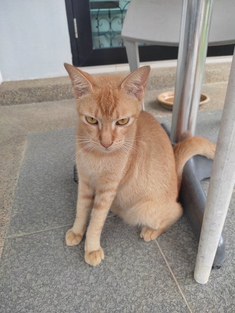 Beta - Domestic Short Hair Cat