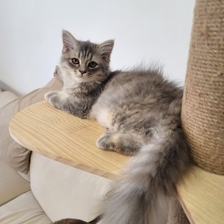 Naani - 2nd Gen Blh - British Shorthair + Persian Cat