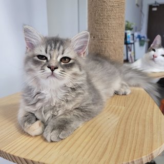 Naani - 2nd Gen Blh - British Shorthair + Persian Cat