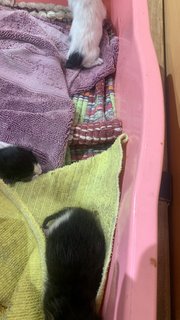 New Born Kitten For Adoption - Domestic Short Hair Cat