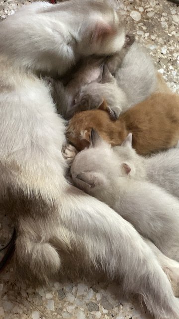 Lulu And Kids - Persian + Siamese Cat