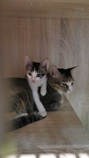 Maruko And Ohana - Domestic Short Hair Cat