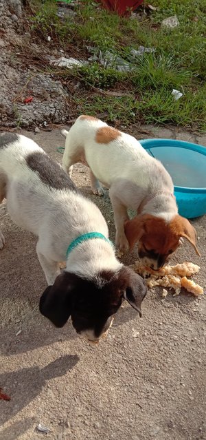 Billie &amp; Millie - Mixed Breed Dog