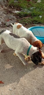 Billie &amp; Millie - Mixed Breed Dog