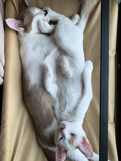 Melur &amp; Melati - Domestic Short Hair Cat