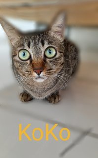 Koko - Domestic Short Hair Cat