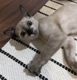 Mimi - Siamese + Domestic Short Hair Cat