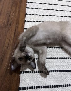 Mimi - Siamese + Domestic Short Hair Cat